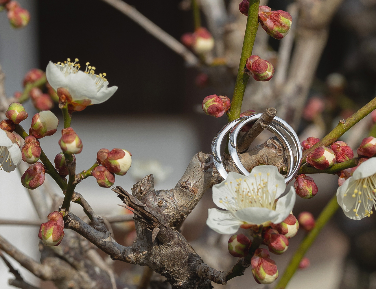 上賀茂神社の結婚指輪